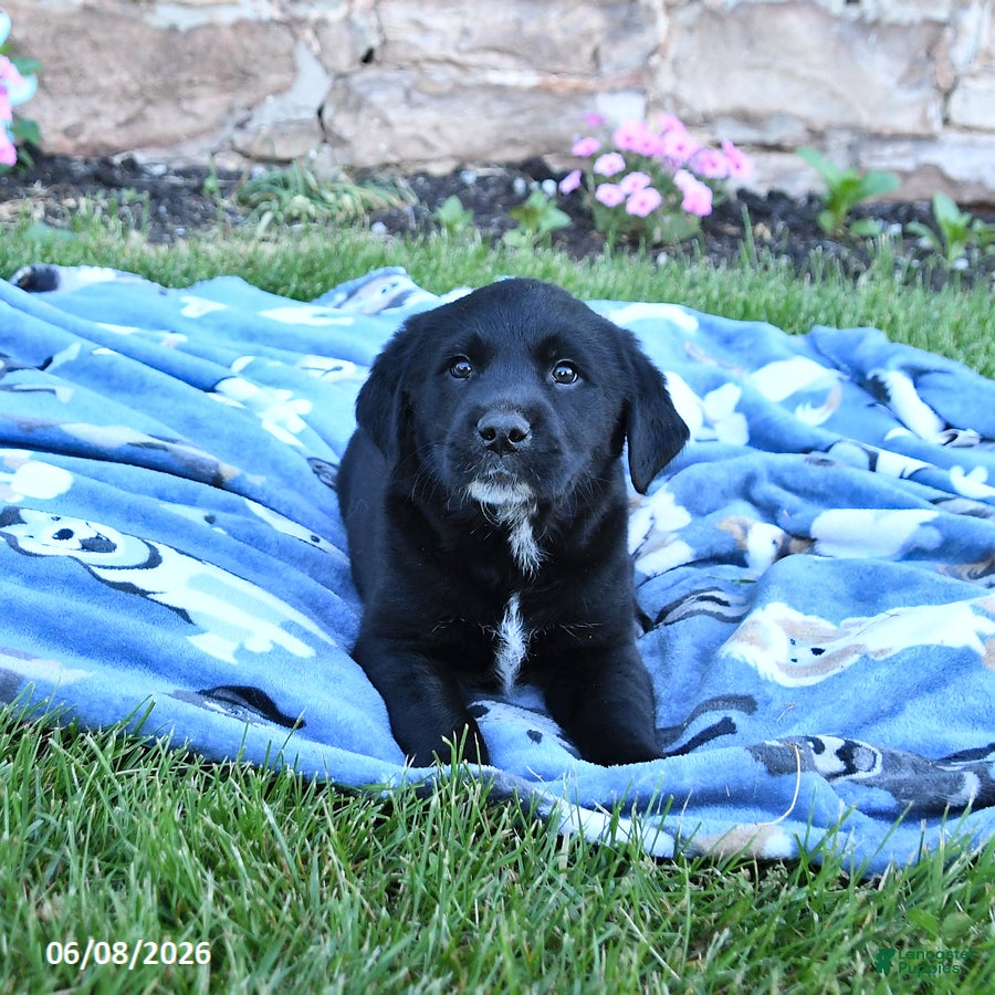 Mixed Breed dogs Bandit - Ad 2