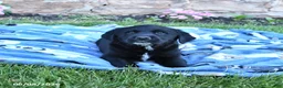 Mixed Breed dogs for sale: Bandit - Ad 2