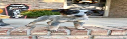 Australian Cattle Dog dogs for sale: Cash - Ad 5