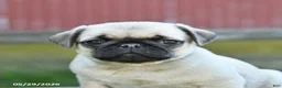 Pug dogs for sale: Lucky - Ad 3