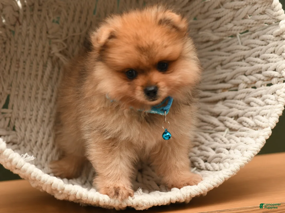 Pomeranian dogs for sale: Quinn - Ad 3