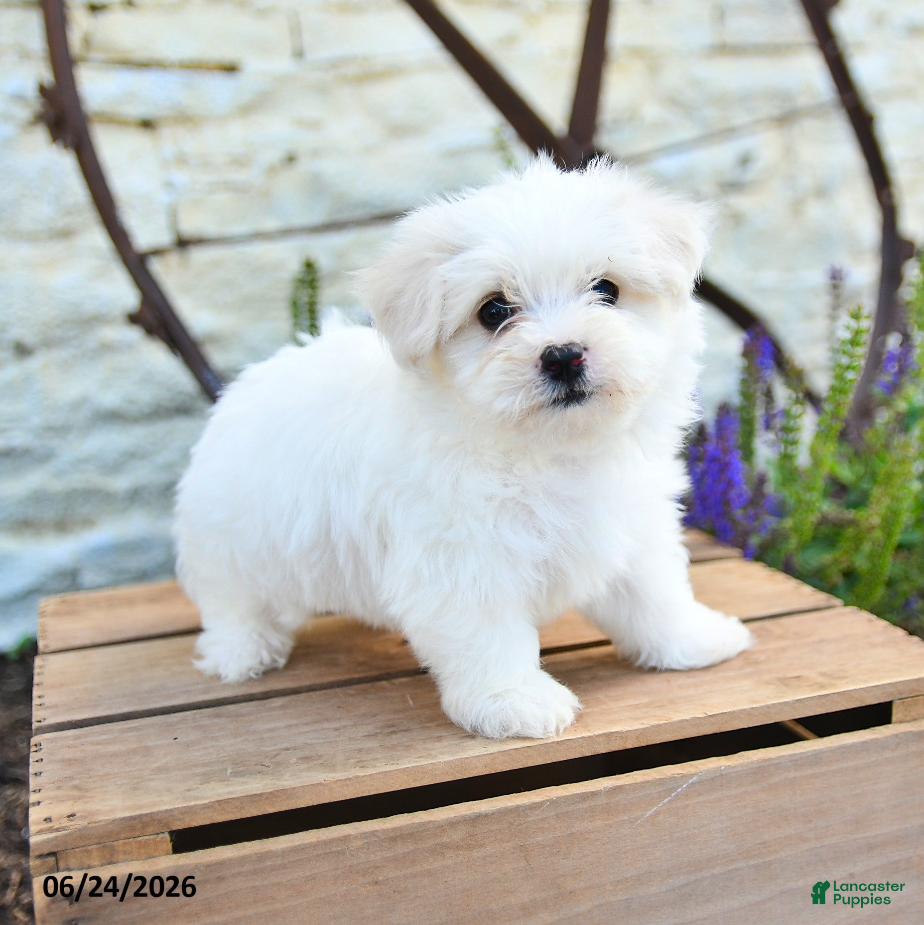 Mixed Breed dogs Ottis - Ad 1