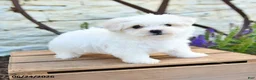 Mixed Breed dogs for sale: Ottis - Ad 1