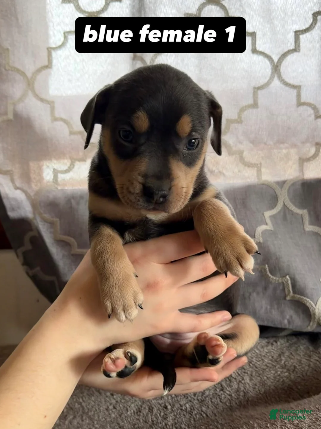 Mixed Breed dogs for sale: Puppy 1 - Ad 1