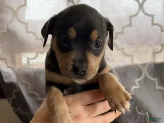 Mixed Breed dogs Puppy 1 - Ad 38