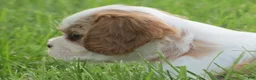 Cavalier King Charles Spaniel dogs for sale: Latte - Ad 4