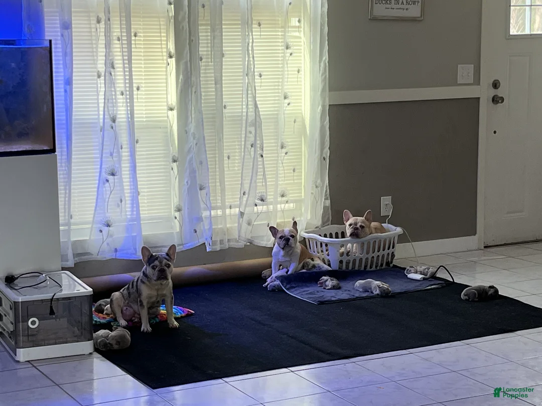French Bulldog dogs for sale: French Bulldog 1 - Ad 2