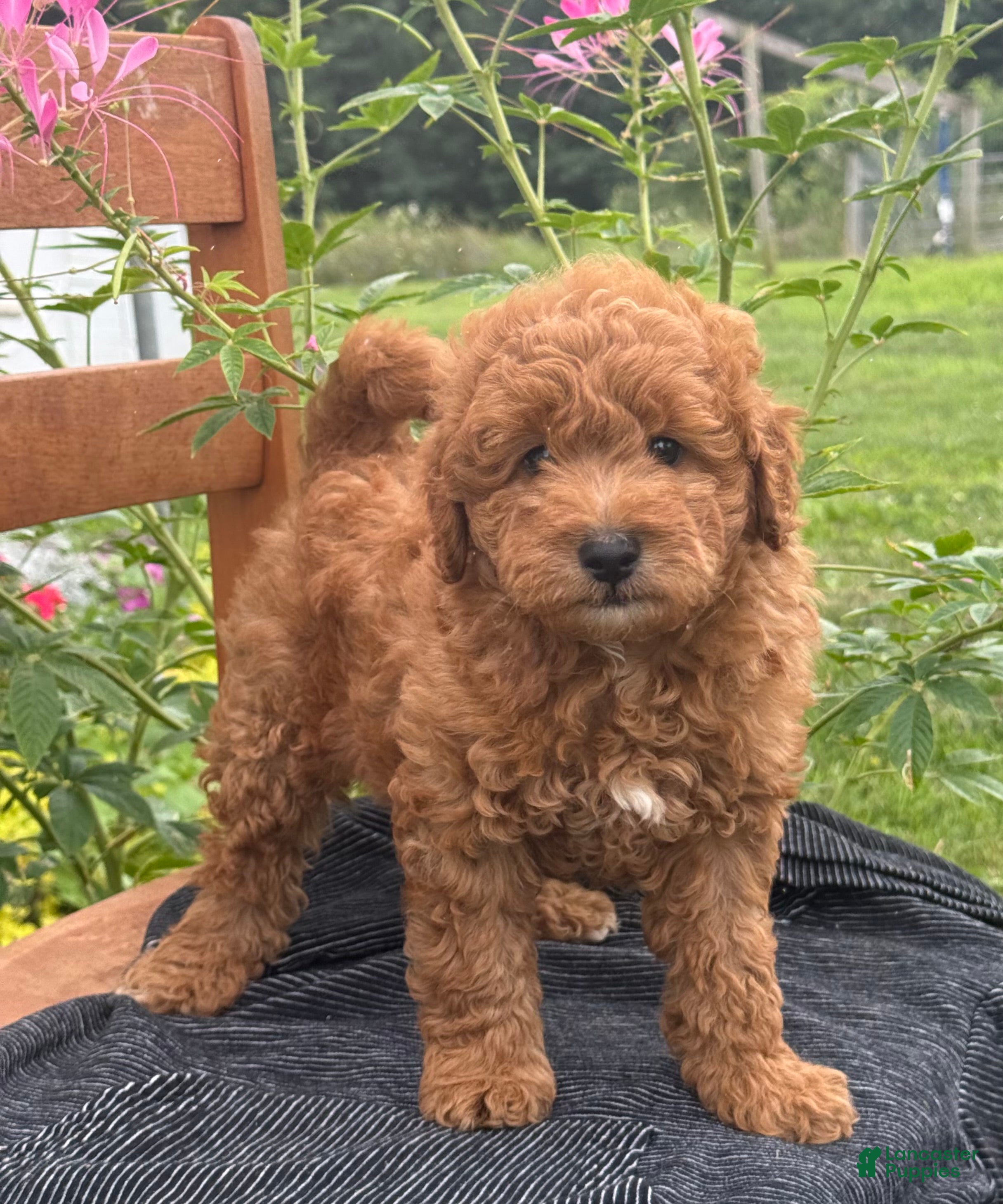 Mini Goldendoodle dogs Guitar - Ad 1