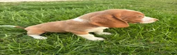 Beagle dogs for sale: Goose - Ad 7