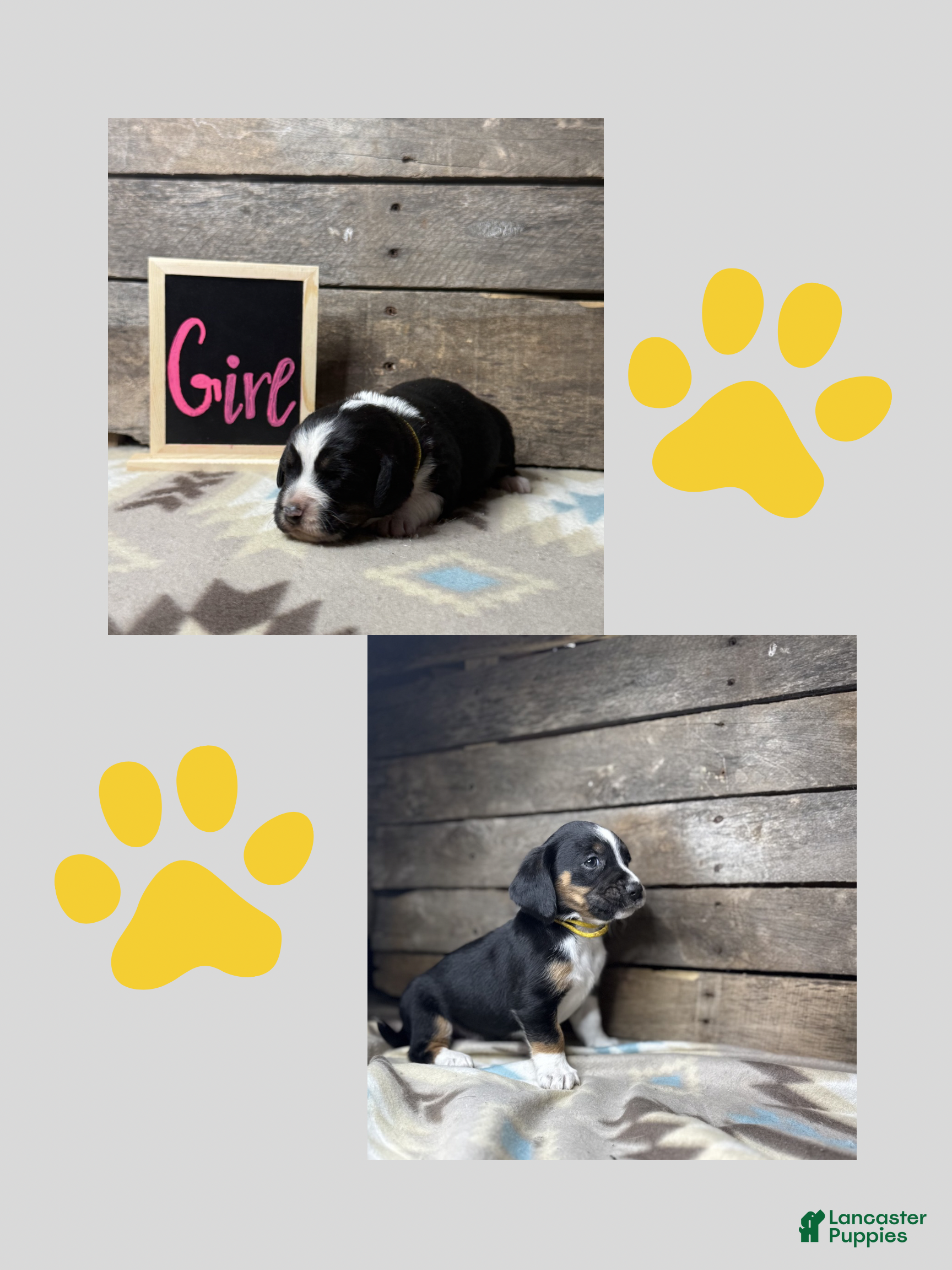 Mixed Breed dogs Mixed Breed Puppy 5 - Ad 30