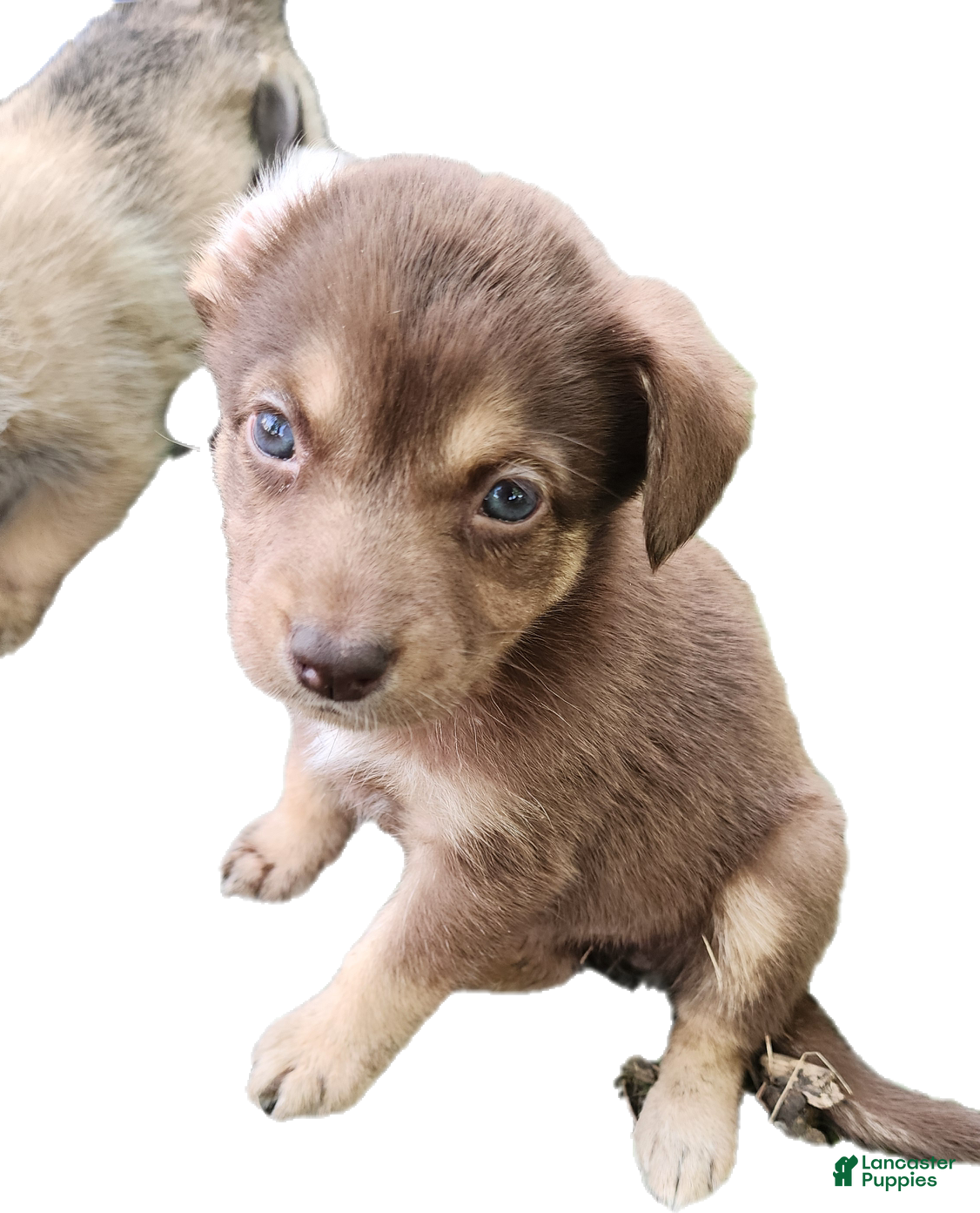 Mixed Breed dogs for sale: Chocolate Girl - Ad 1