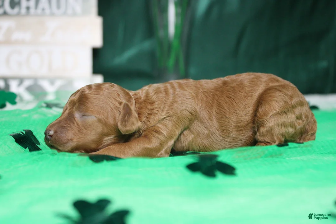 Miniature Poodle dogs for sale: Katie  - Ad 5