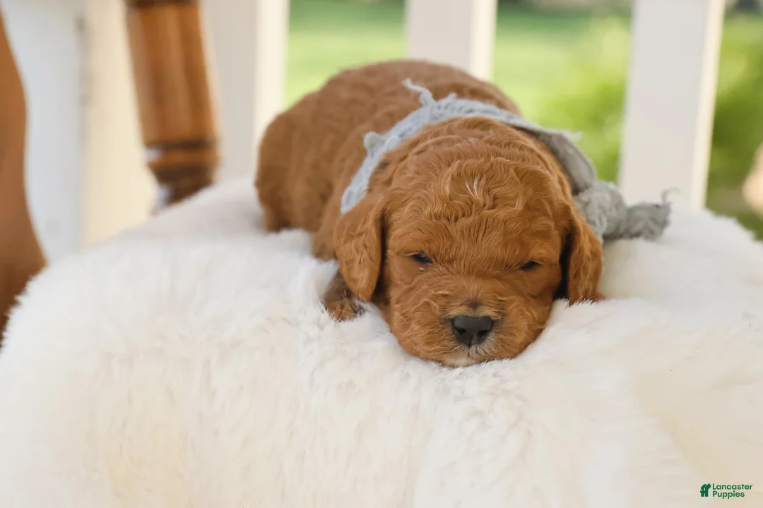 Goldendoodle dogs for sale: Ranger - Ad 2