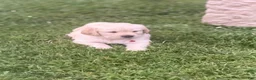 Golden Retriever dogs for sale: Golden Retriever 6 green collar - Ad 8