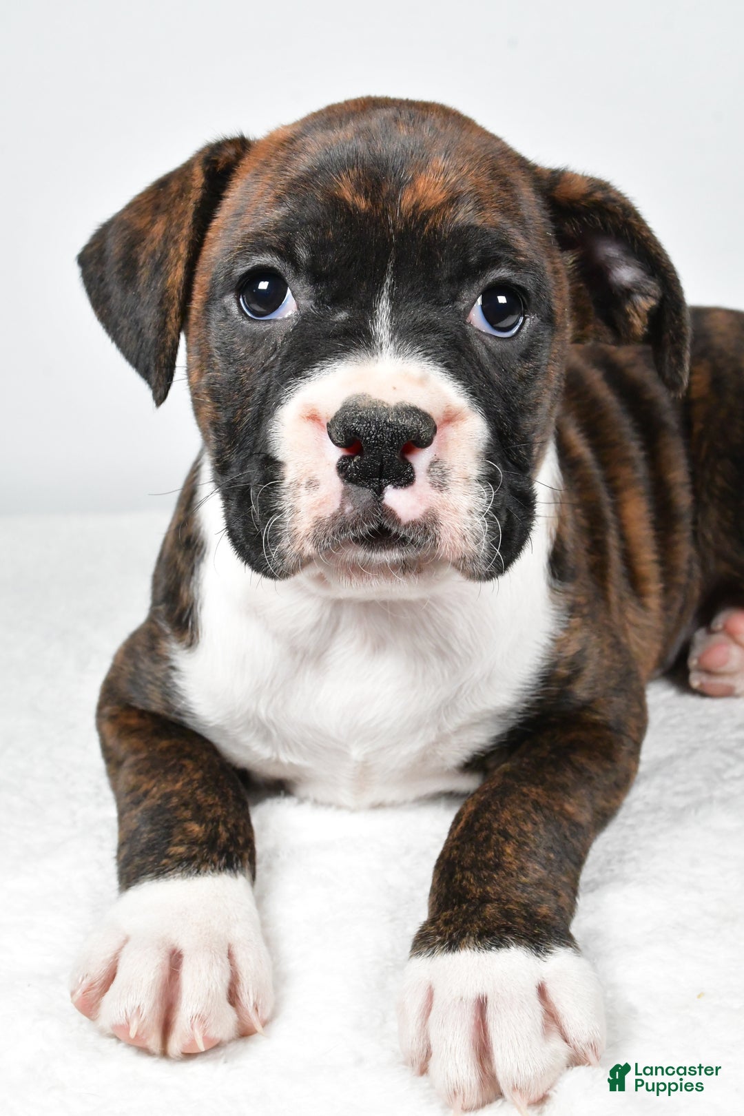 Boxer dogs for sale: Amber - Ad 10