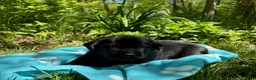 Labrador Retriever dogs for sale: Blackjack - Ad 1