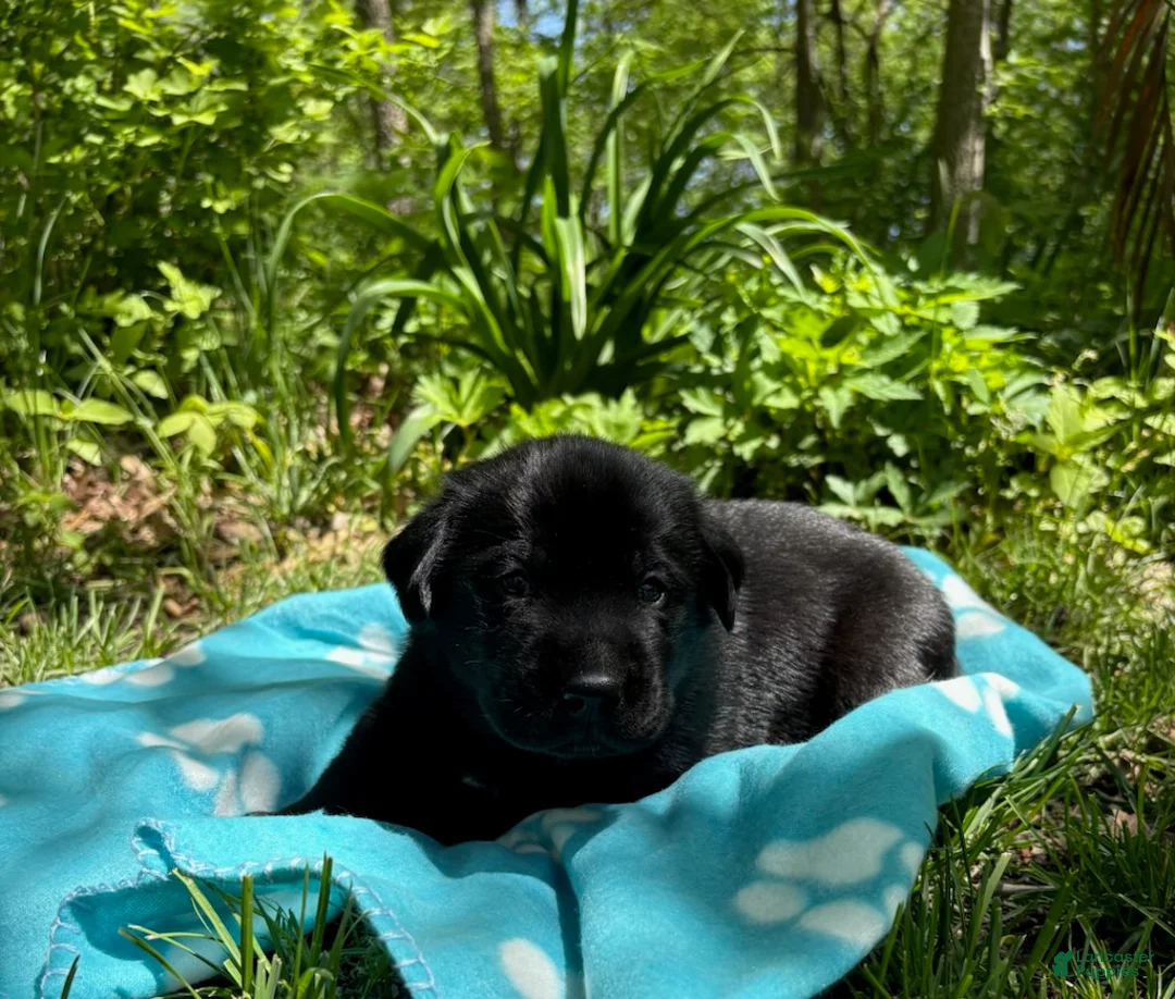 Labrador Retriever dogs for sale: Blackjack - Ad 1