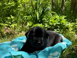 Labrador Retriever dogs for sale: Blackjack - Ad 1