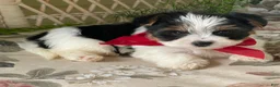 Biewer Terrier dogs for sale: Winky - Ad 10