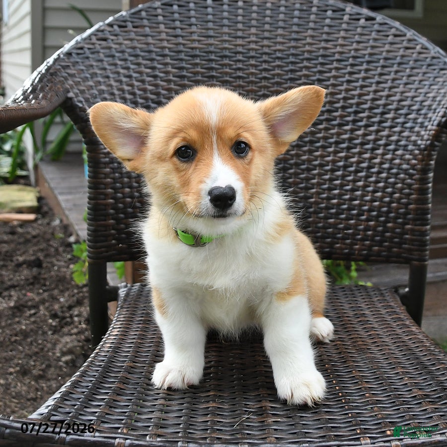 Welsh Corgi Pembroke dogs Pretzle - Ad 2