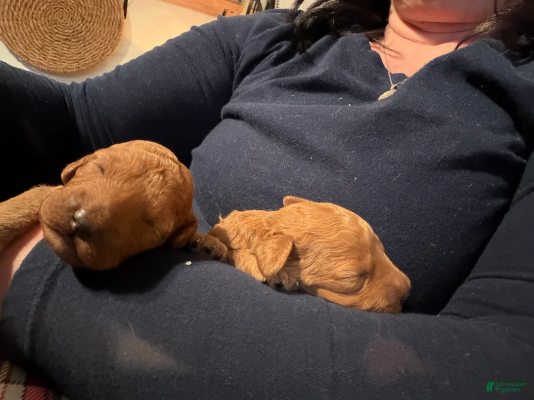 Mini Goldendoodle dogs for sale: Mini Goldendoodle Puppy 3 - Ad 2