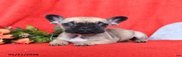 French Bulldog dogs for sale: Betty   - Ad 2