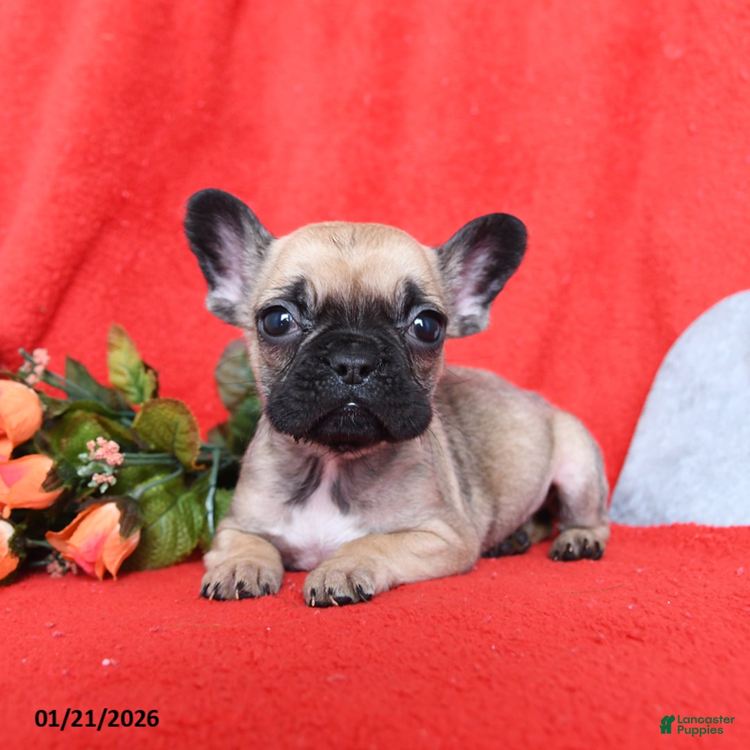 French Bulldog dogs for sale: Betty   - Ad 2