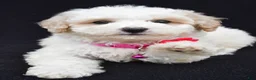 Miniature Poodle dogs for sale: Alice  - Ad 3