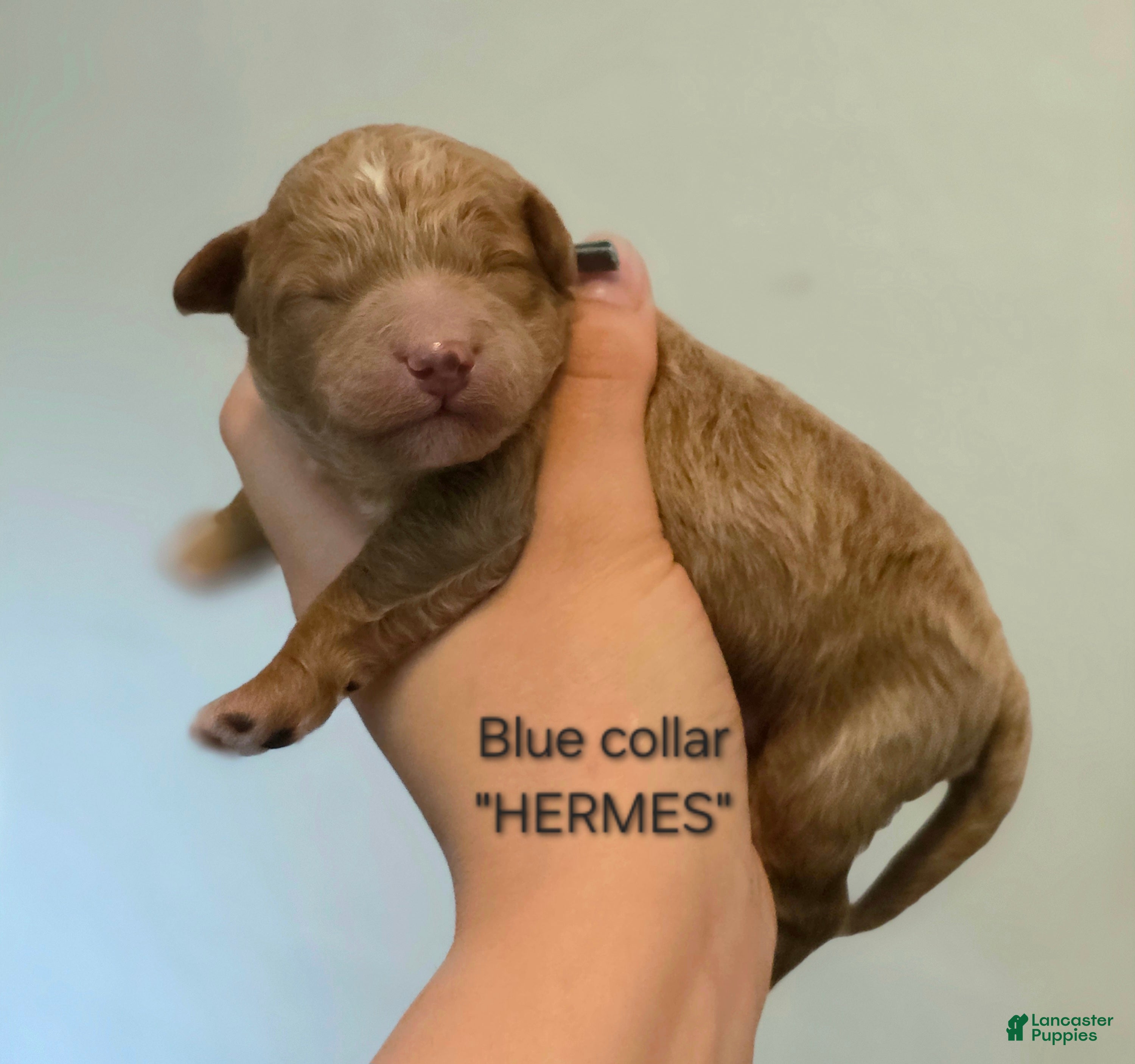 Mini Goldendoodle dogs for sale: Hermes - Ad 2
