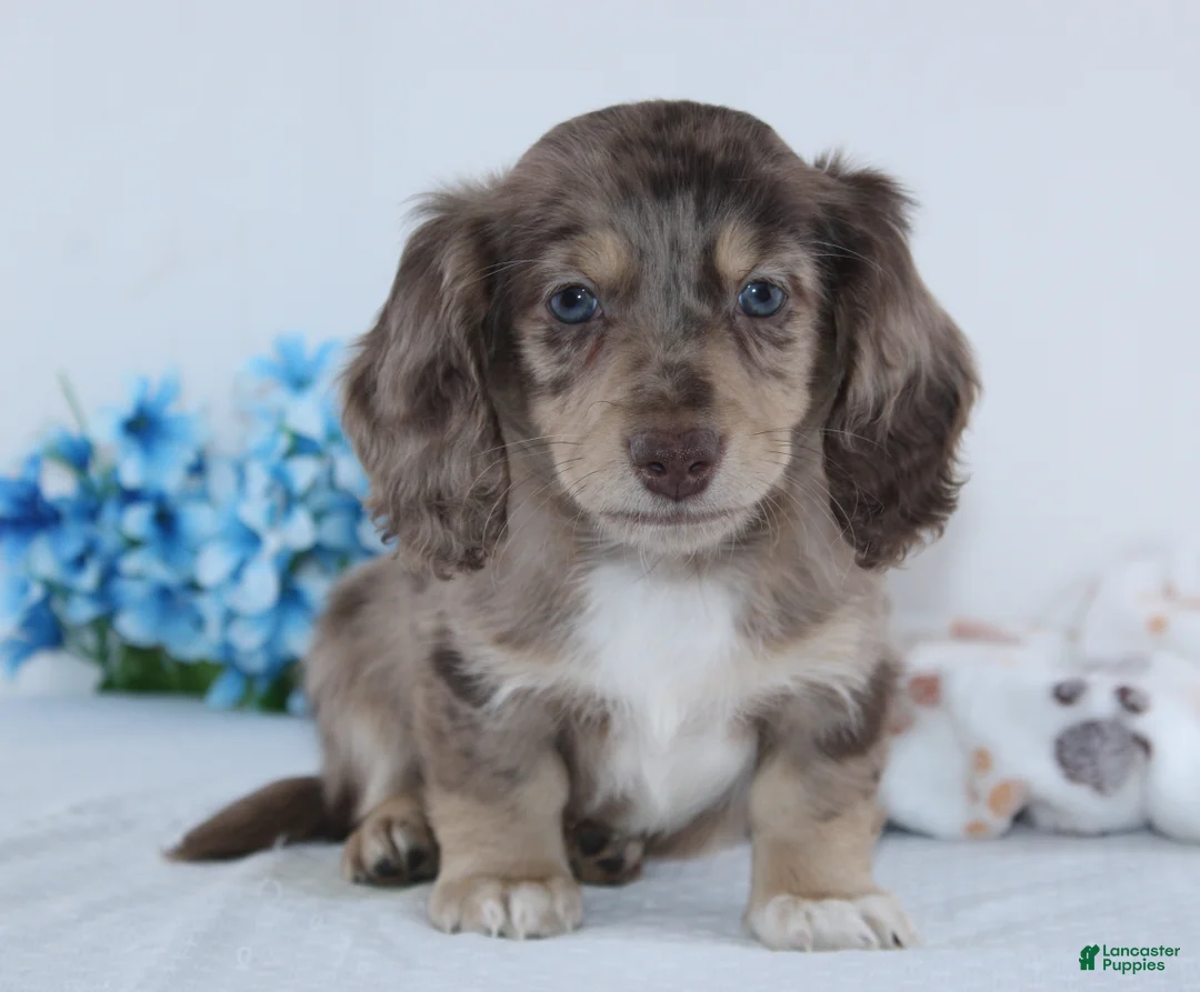 Miniature Dachshund dogs for sale: Evan - Ad 2