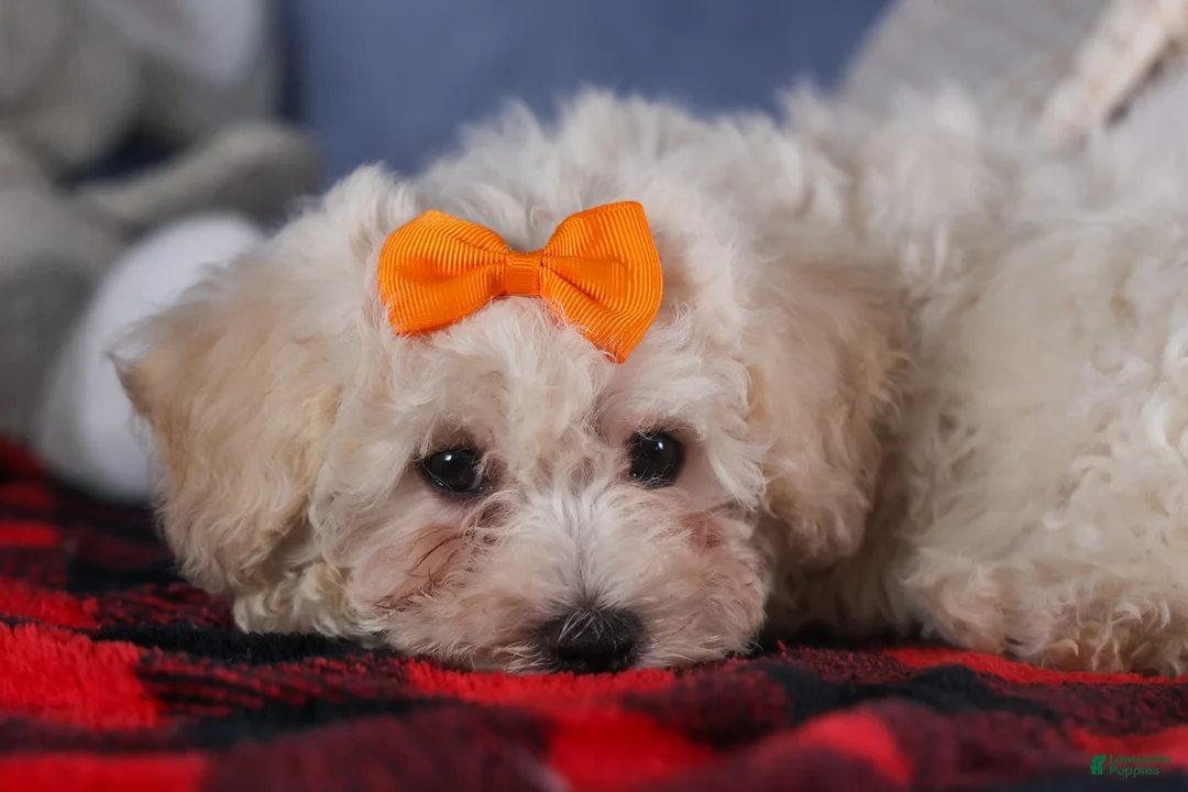 Bichon Frise dogs for sale: Darla - Ad 17