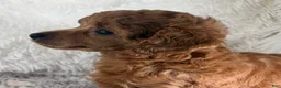 Toy Poodle dogs for sale: Yvonne - Ad 4