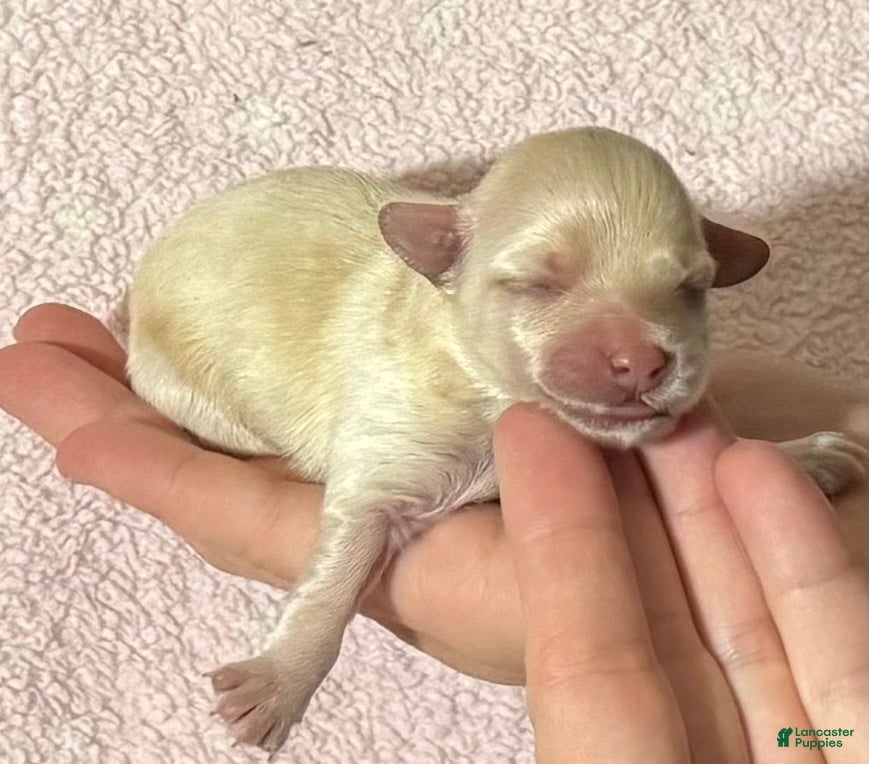 Maltipoo dogs Bambi - Ad 7