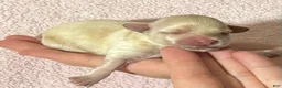 Maltipoo dogs for sale: Bambi - Ad 1