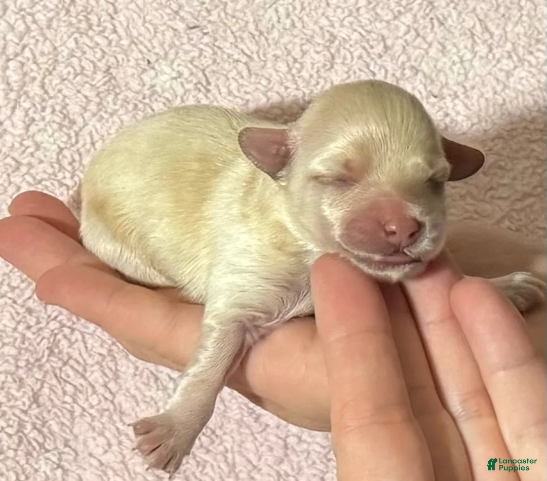 Maltipoo dogs for sale: Bambi - Ad 1
