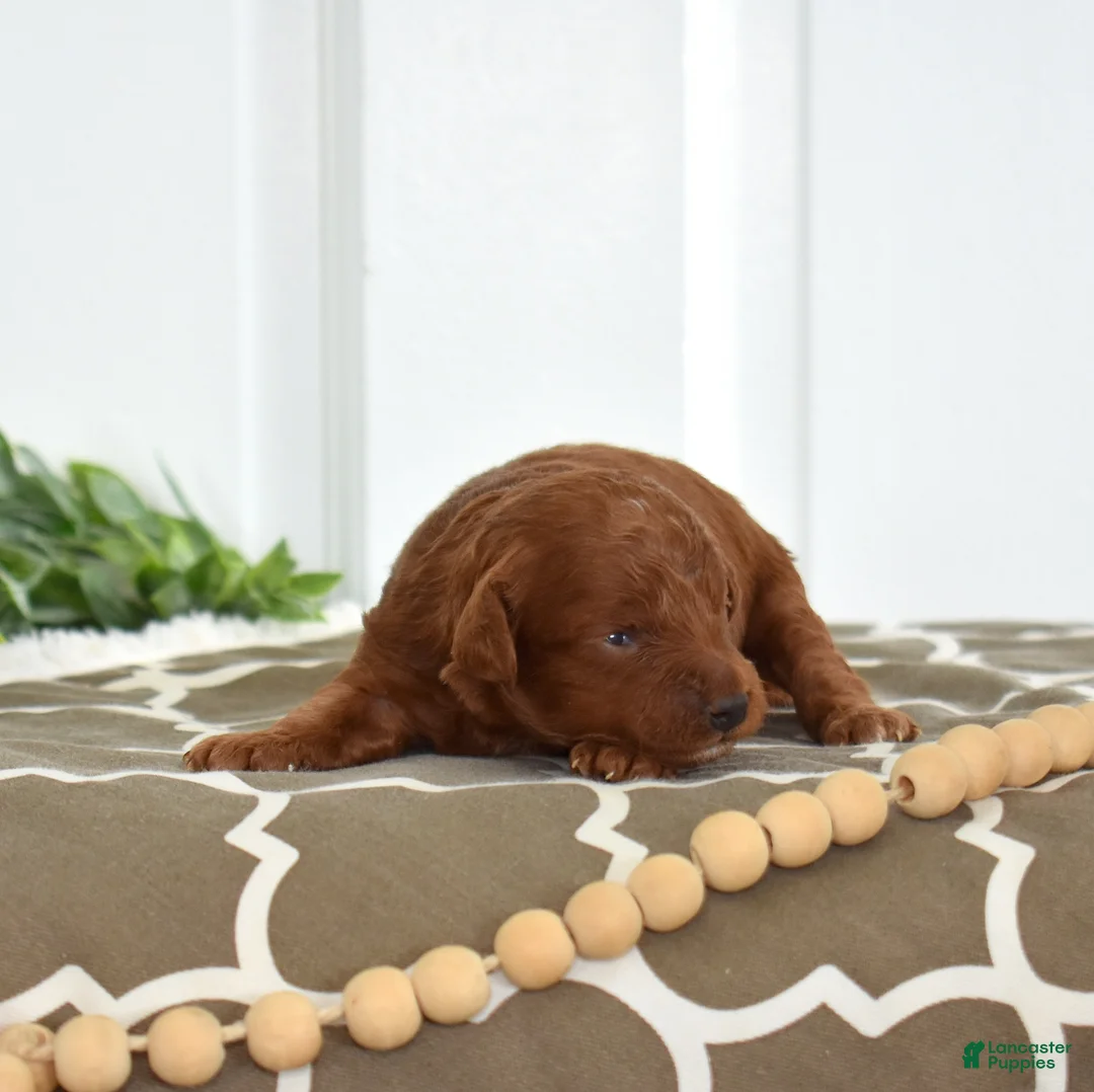 Toy Poodle dogs for sale: Cassie  - Ad 7