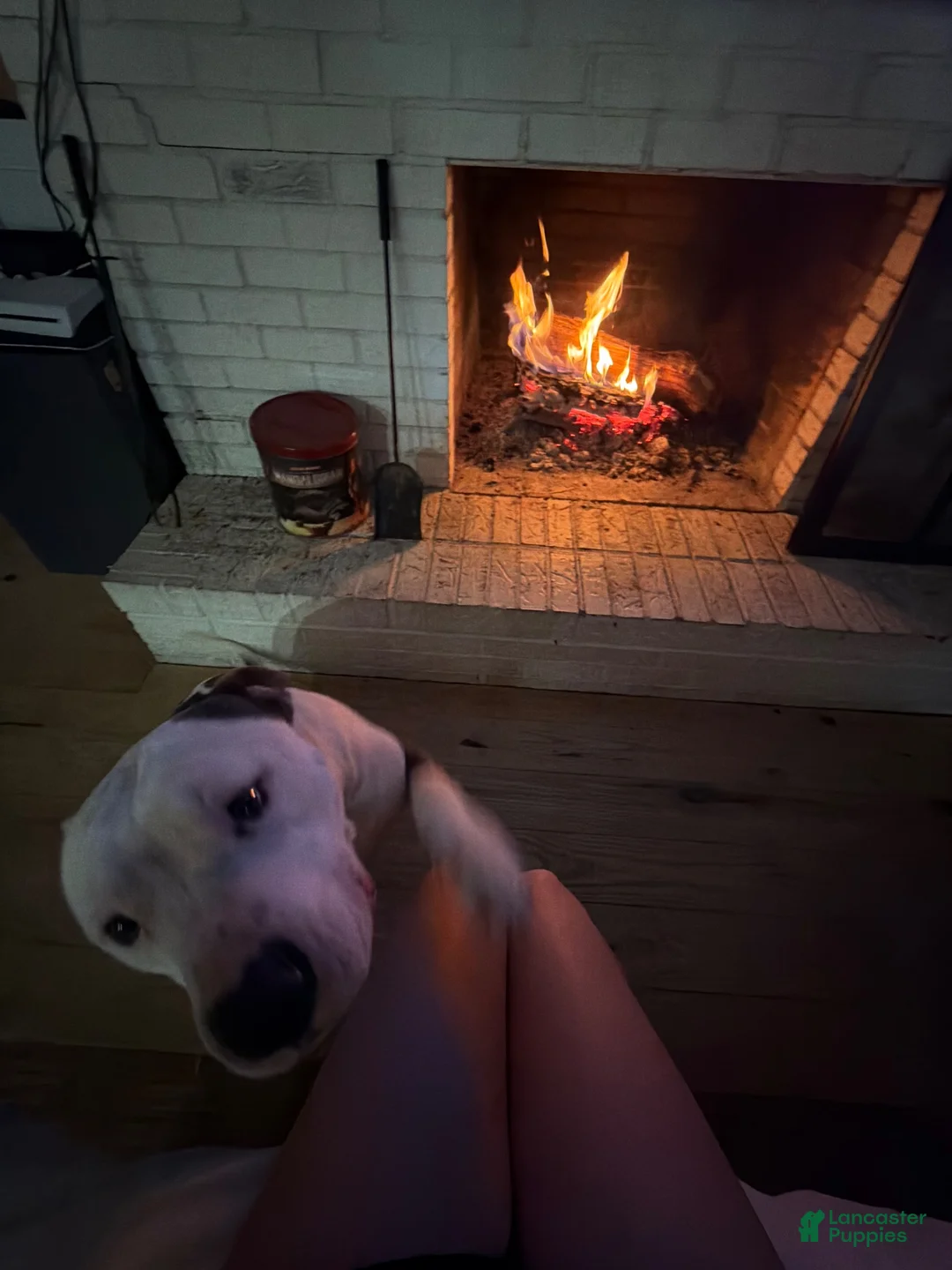 American Staffordshire Terrier dogs for sale: American Staffordshire Terrier 1 - Ad 2