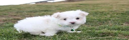 Maltese dogs for sale: Benny  - Ad 8