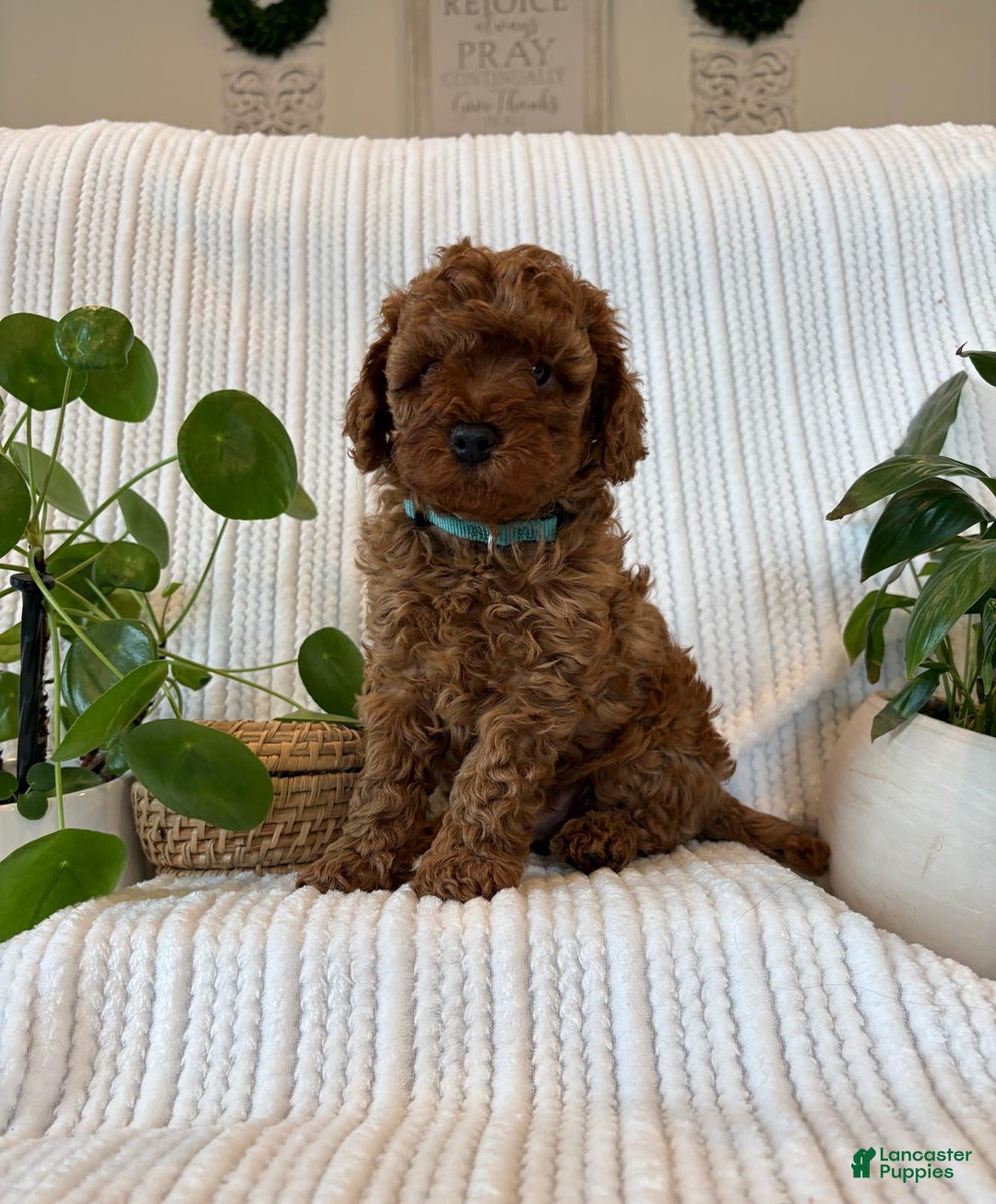 Cavapoo dogs for sale: Cavapoo Puppy 2 (Camo) - Ad 4