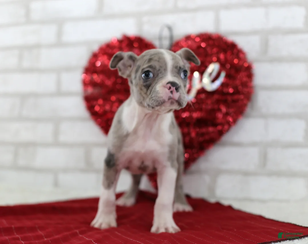 Frenchton dogs for sale: Archie - Ad 2