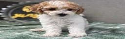 Miniature Poodle dogs for sale: Roscoe - Ad 1