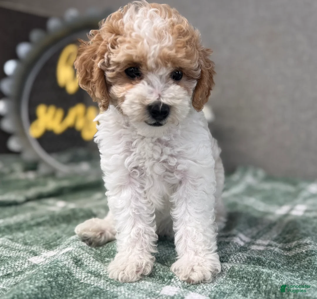 Miniature Poodle dogs for sale: Roscoe - Ad 1