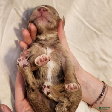 Mini Aussiedoodle dogs for sale: Ginger Female Red Merle with White Accents - Ad 4