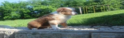 Australian Shepherd dogs for sale: Australian Shepherd Puppy 3 - Ad 6