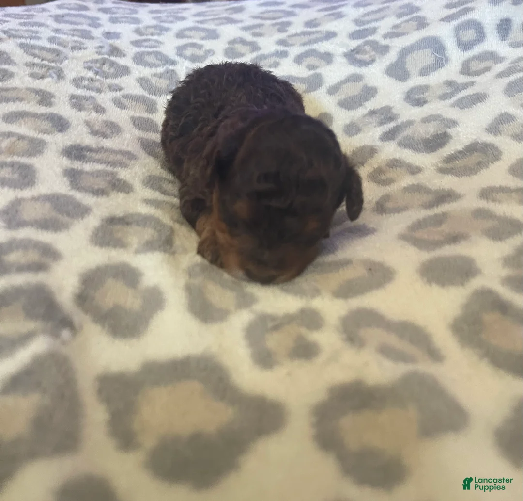 Miniature Poodle dogs for sale: Miniature Poodle 1 - Ad 2
