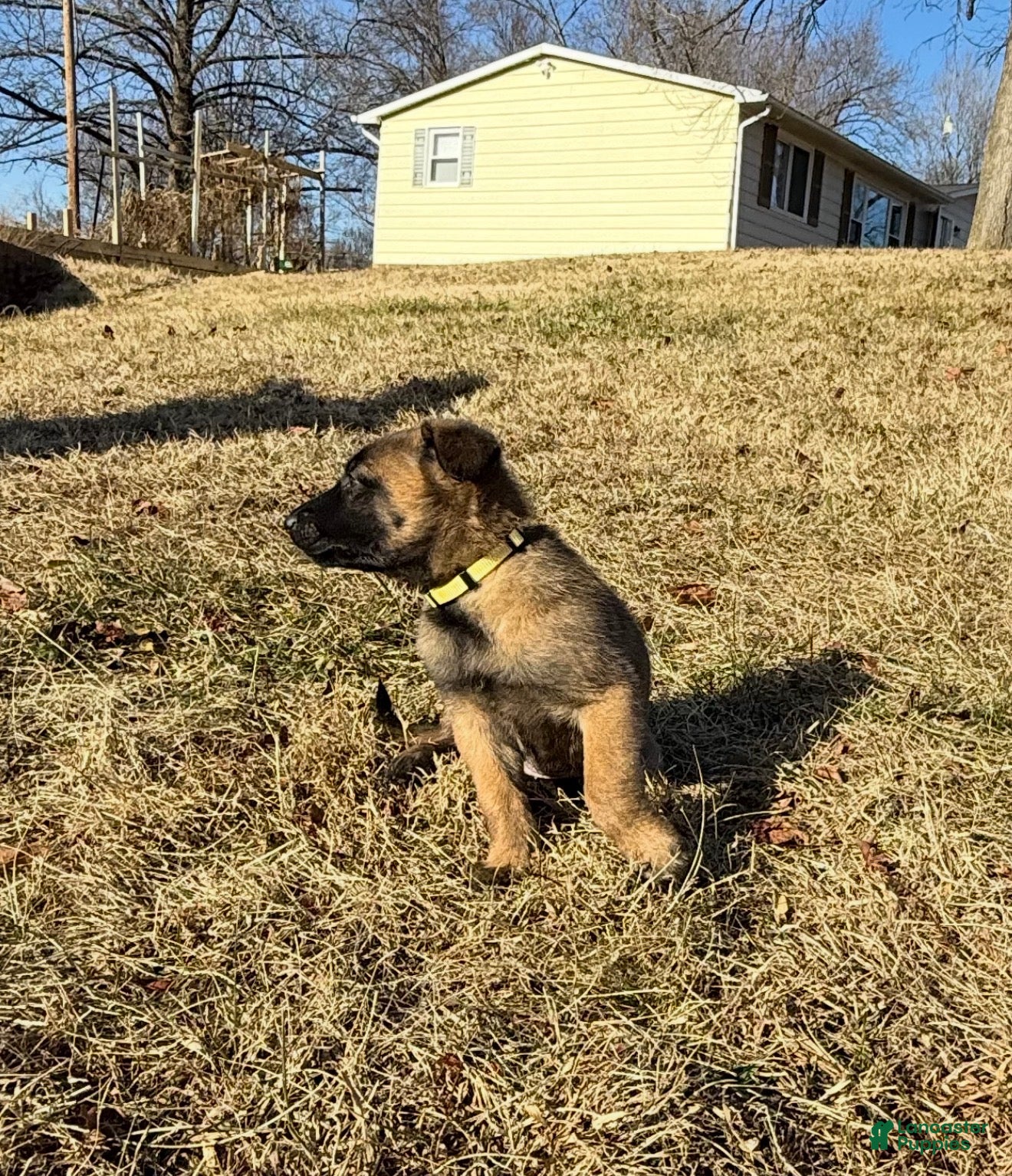 Belgian Malinois dogs Belgian Malinois Puppy 9 - Ad 21
