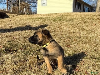 Belgian Malinois dogs Belgian Malinois Puppy 9 - Ad 21