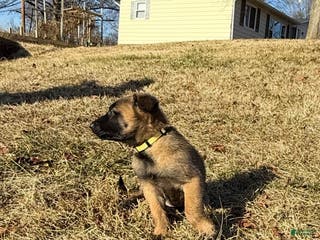 Belgian Malinois dogs Belgian Malinois Puppy 9 - Ad 34