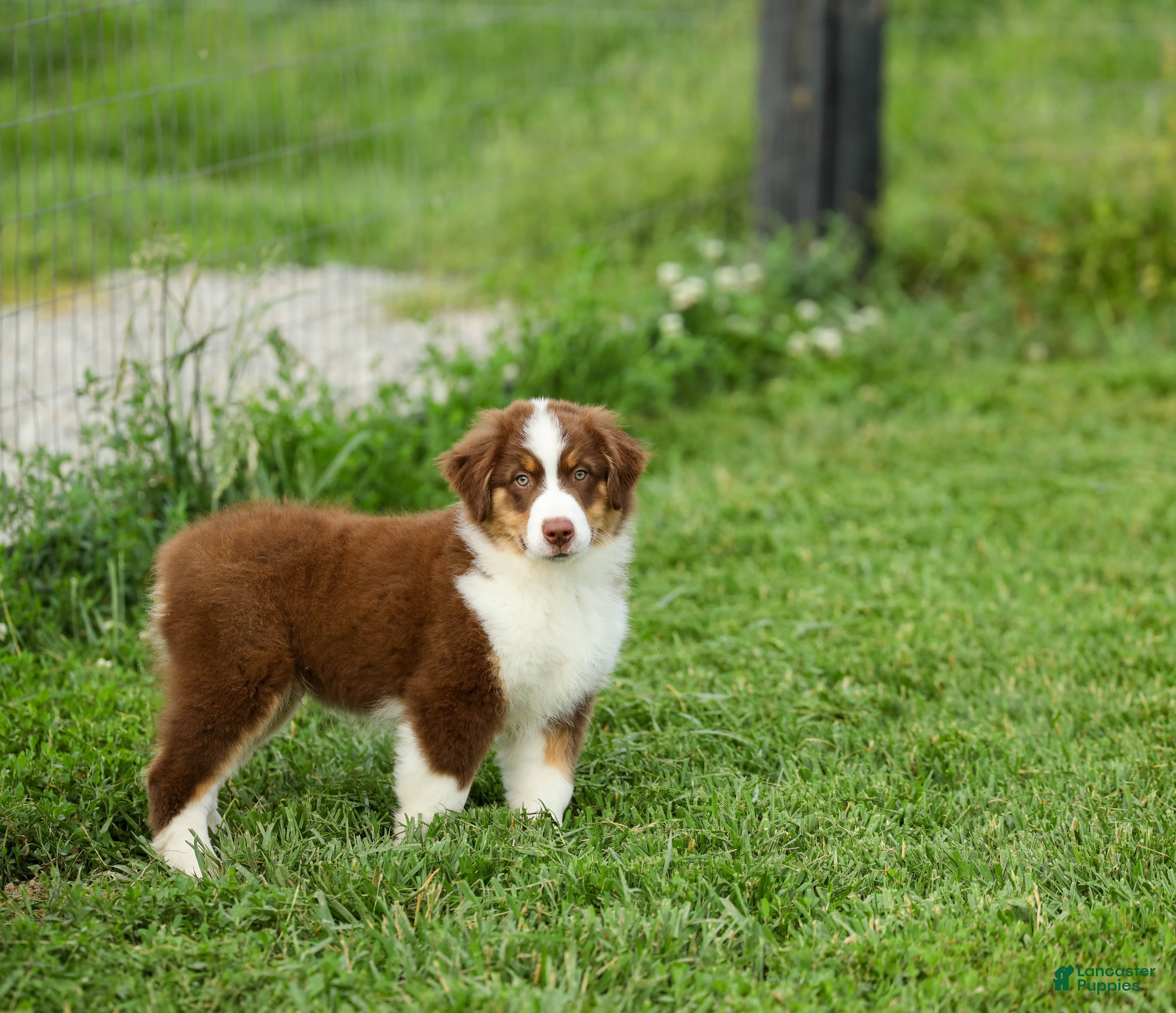 Miniature Australian Shepherd dogs Lava Miniature Australian Shepherd Puppy  - Ad 2