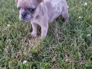 French Bulldog dogs Cali - Ad 19